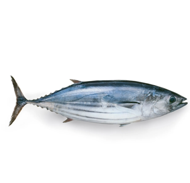 KERA MEEN /TUNA FISH /CLEANED-READY TO COOK
