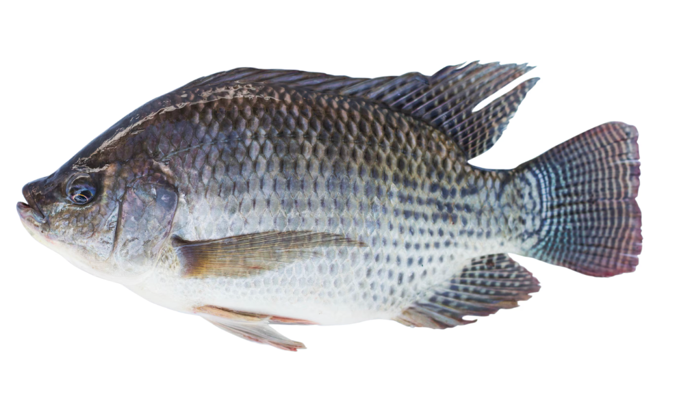 THILAPIA FISH /READY TO COOK/