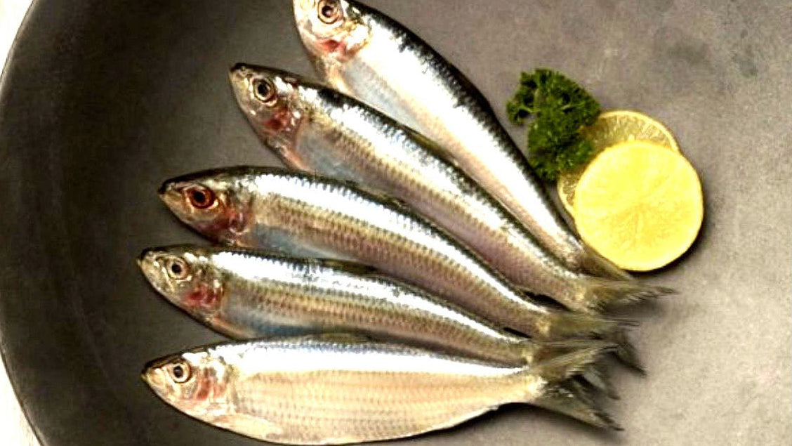 SARDINE /MATHI/CHAALA