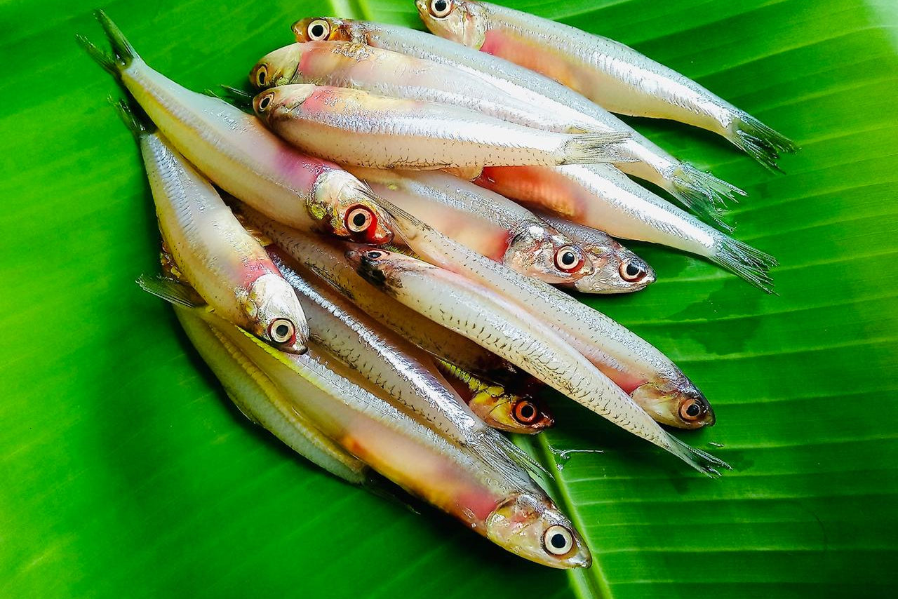 KOZHUVA MEEN
