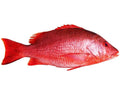 CHEMBALLY / RED SNAPPER
