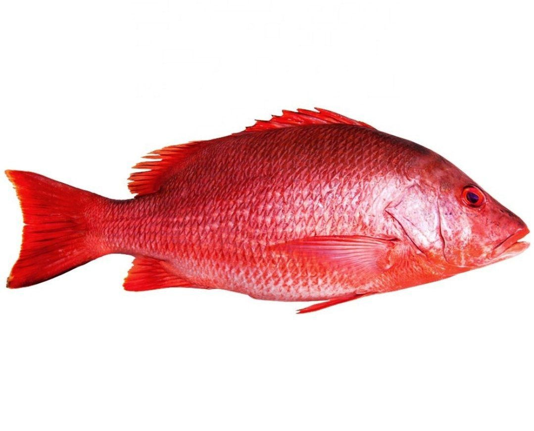 CHEMBALLY / RED SNAPPER